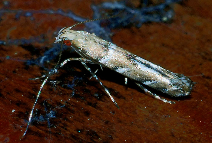 Gracillariidae : Acrocercops brongniardella